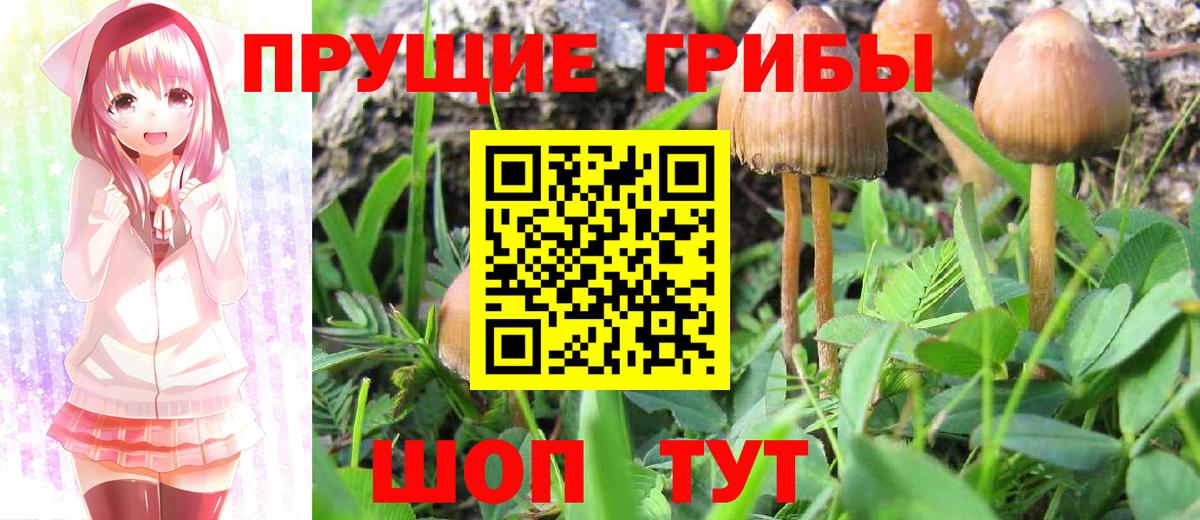 Галлюциногенные грибы прущие грибы  Галлюциногенные грибы Psilocybine cubensis  Вход с VPN  закладки  Ахтубинск 